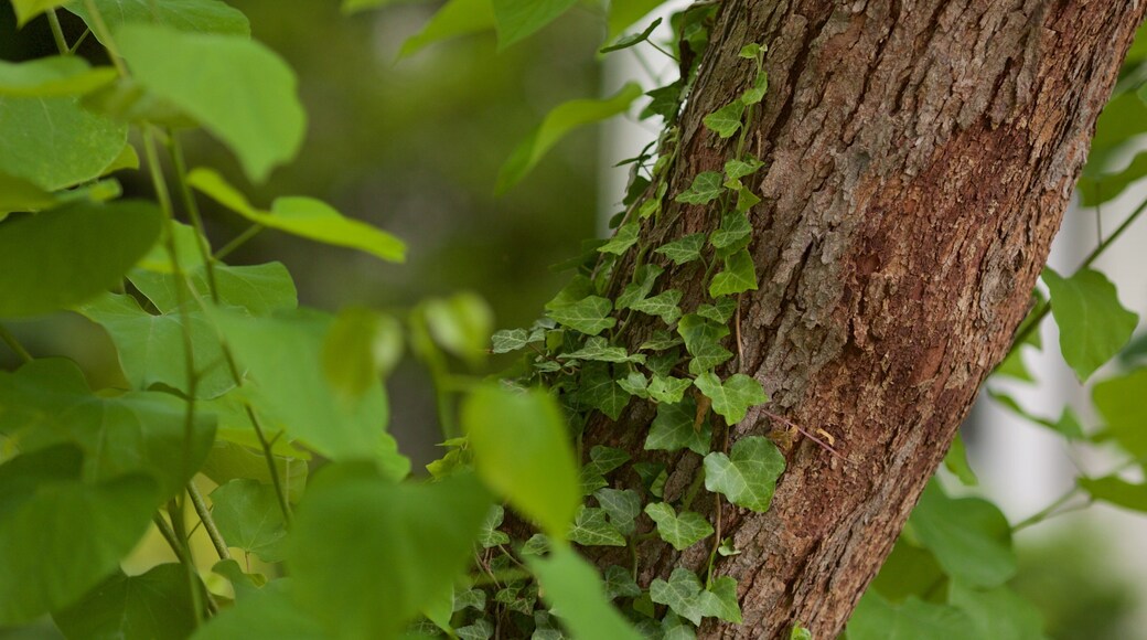 Barnaby Woods showing a garden