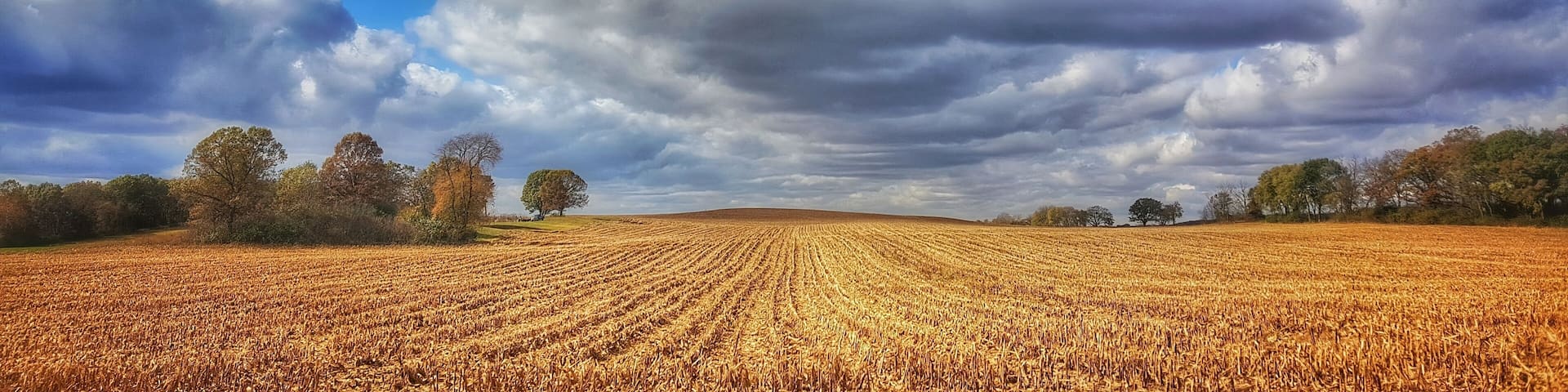 Farmfield rows & clouds