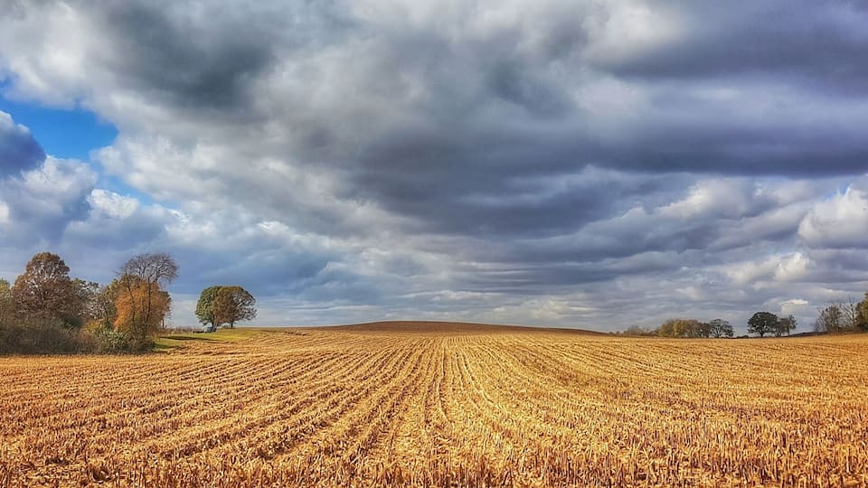 A vast wheat field under a cloudy sky.