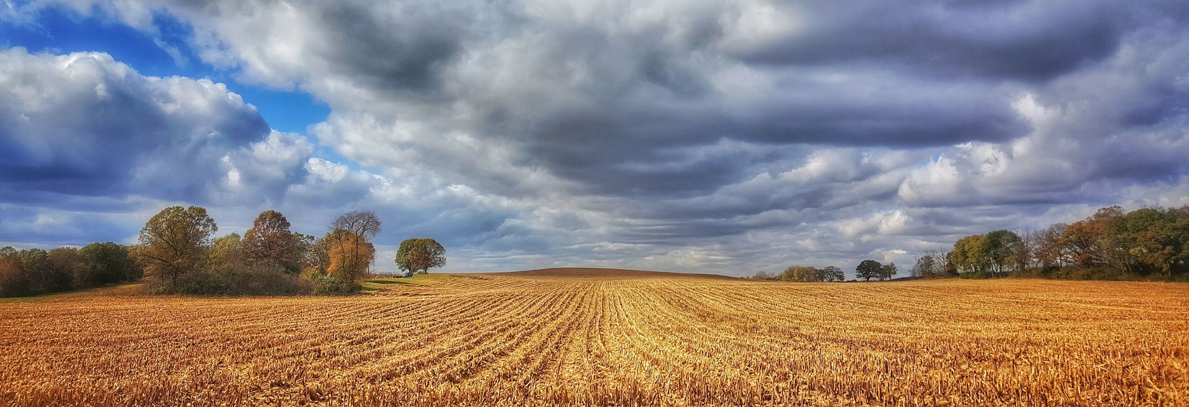A vast wheat field under a cloudy sky.