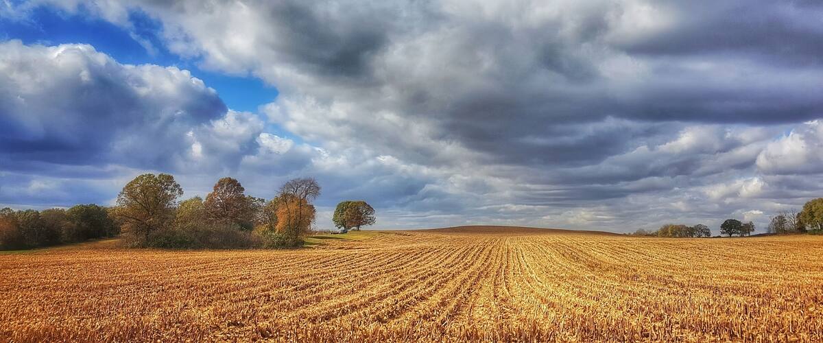 A vast wheat field under a cloudy sky.