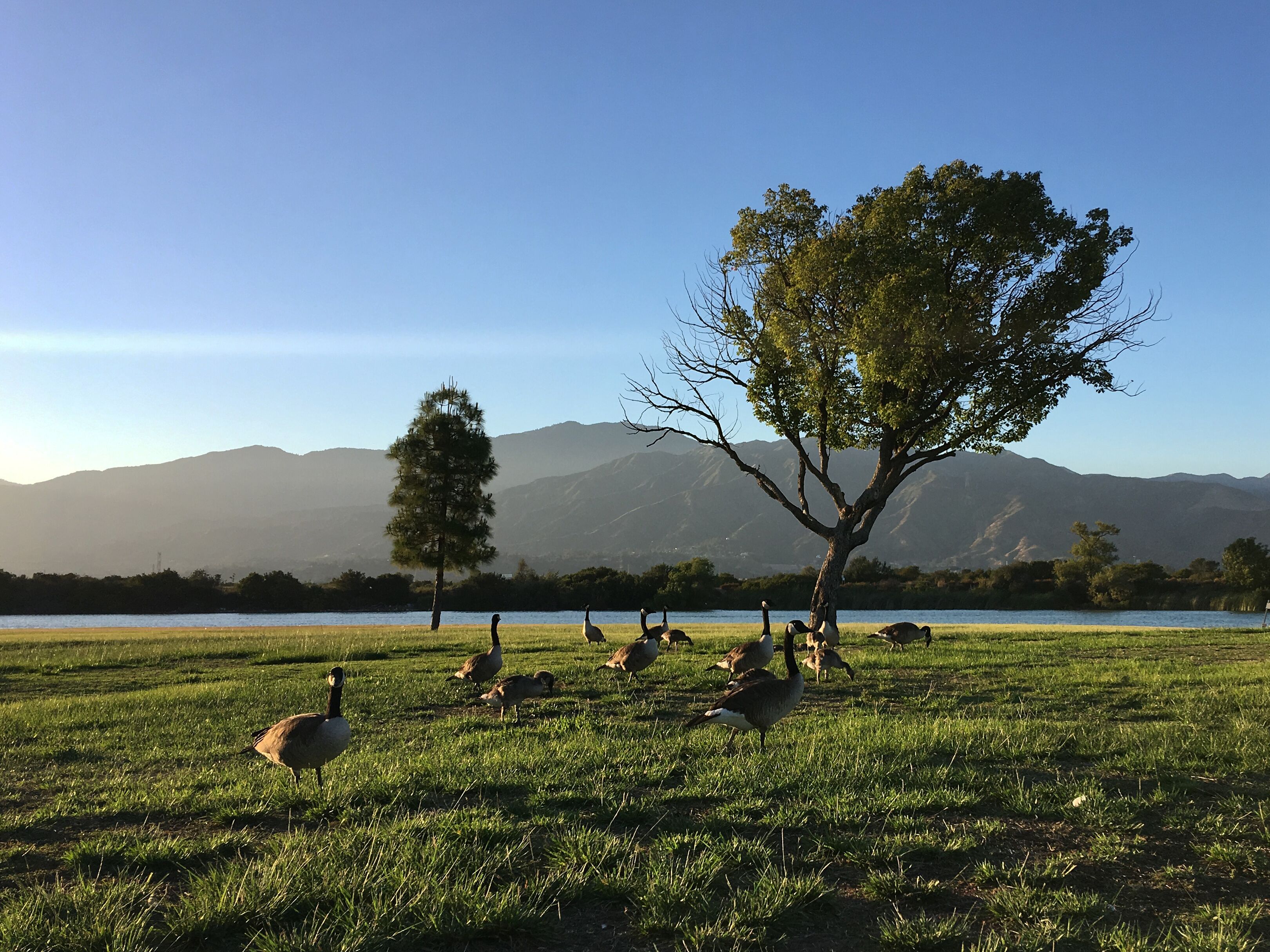 A grassy field with a group of geese and a tree in the foreground, with mountains in the background.