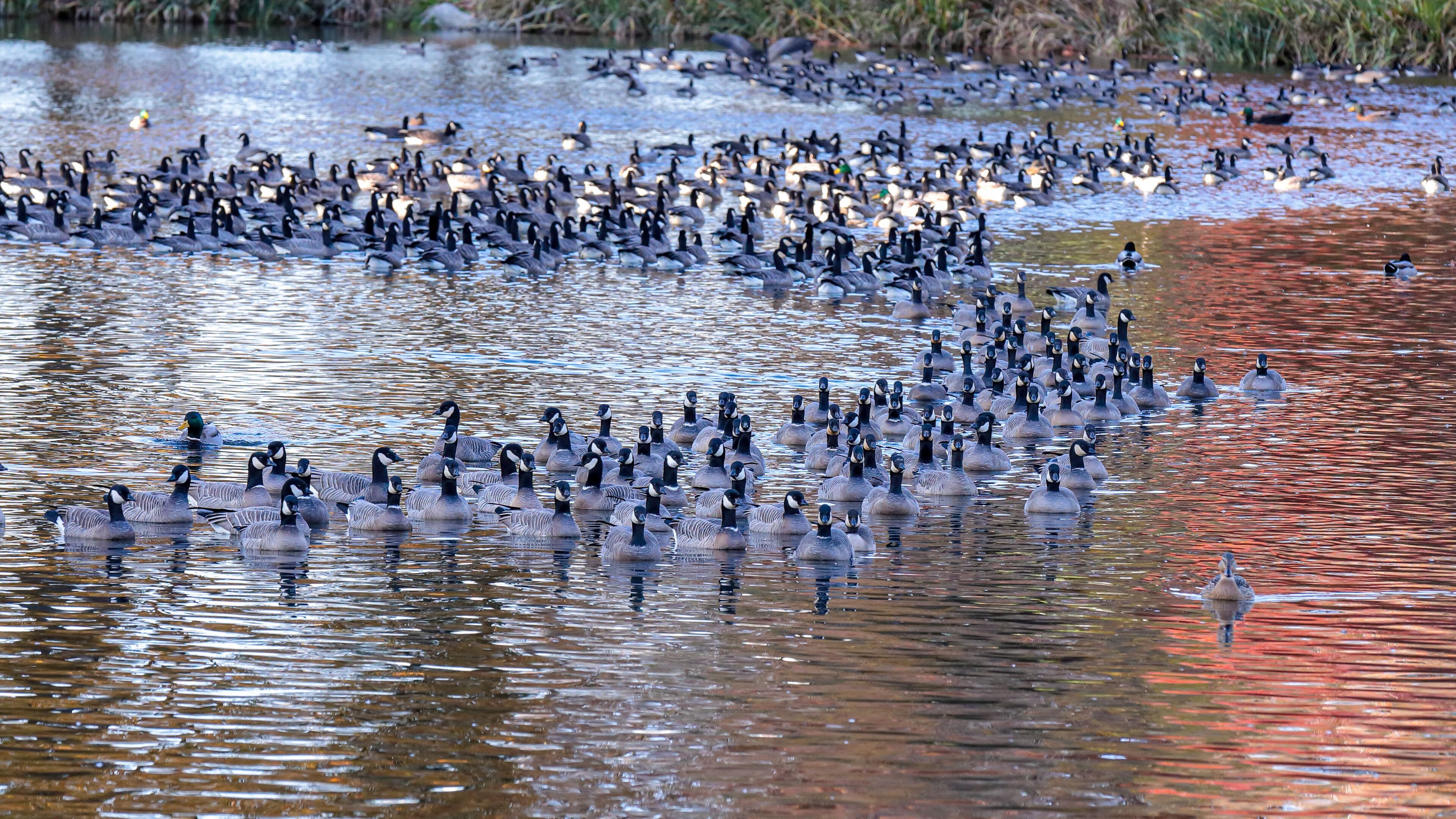Large gaggle of geese resting in a pond of a park in Hillsboro, Oregon