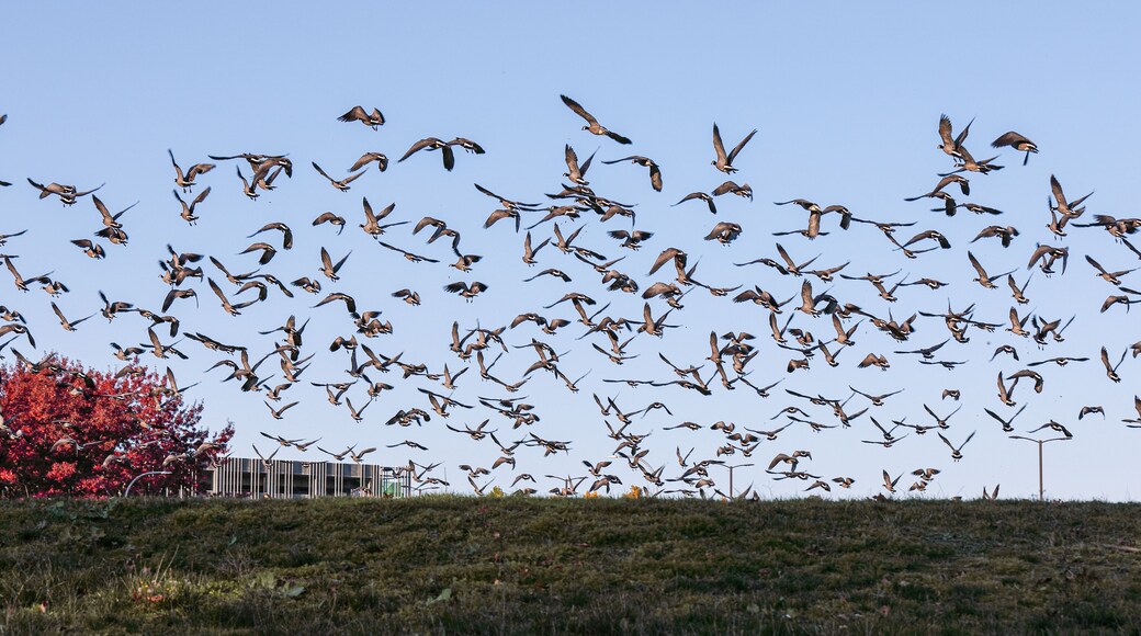 A large gaggle of Canadian geese taking off the field in a park of Hillsboro, Oregon