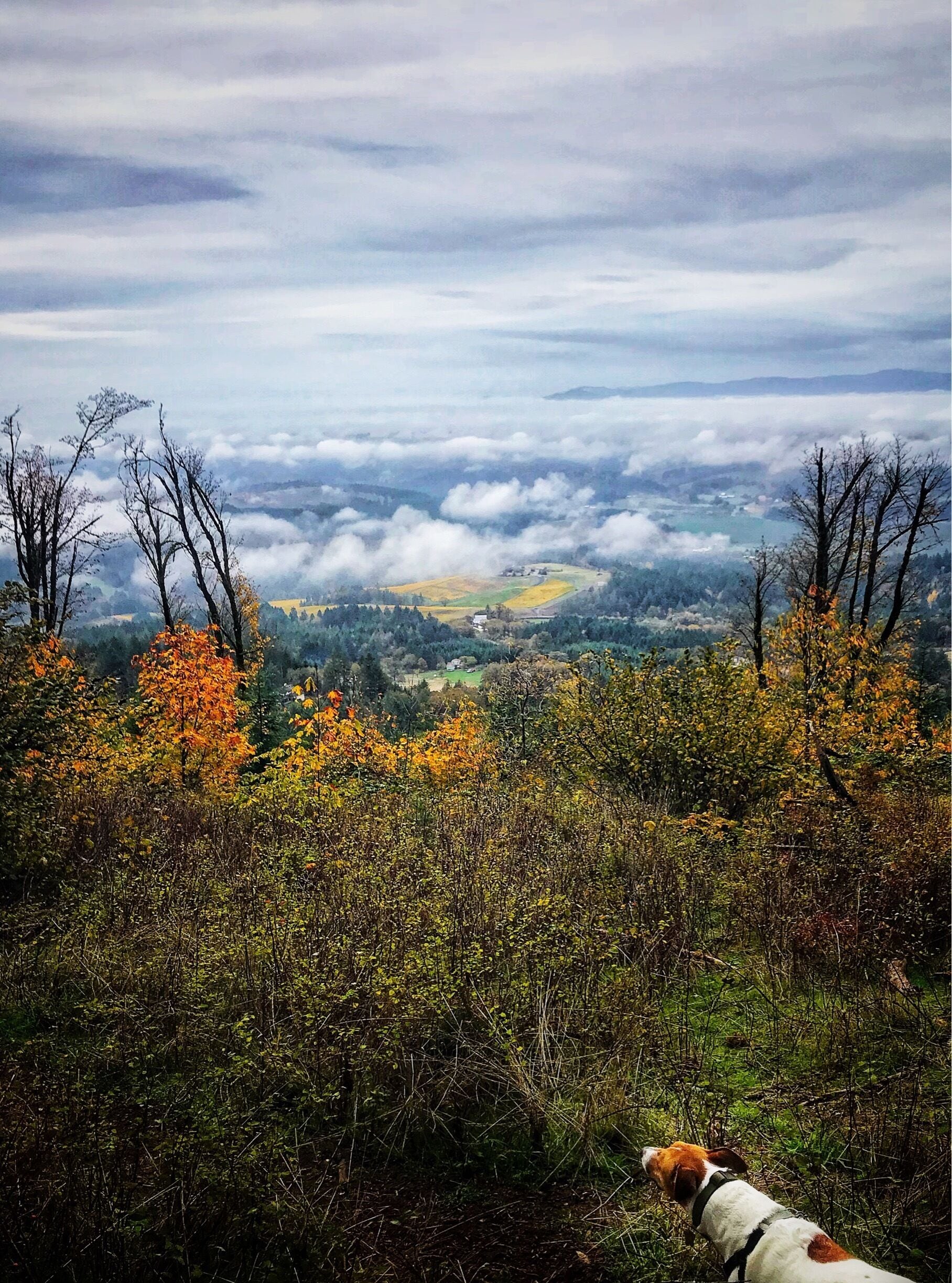 Fall has definitely come to the PNW. Cloudy morning with low clouds hanging in the valley.