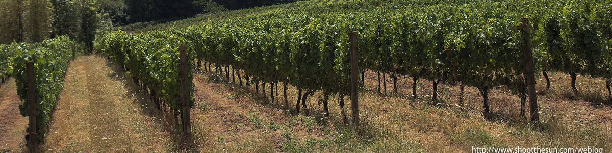 The vineyards that give the place its name