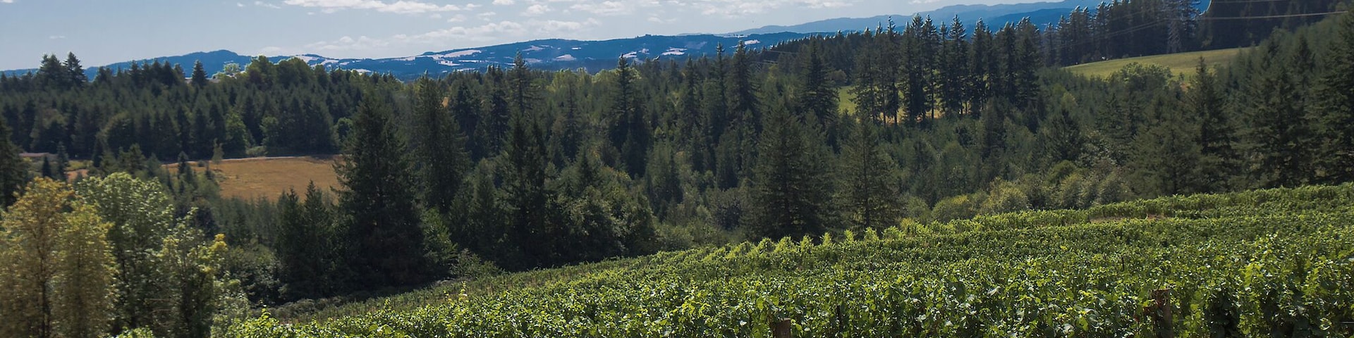 The vineyards that give the place its name