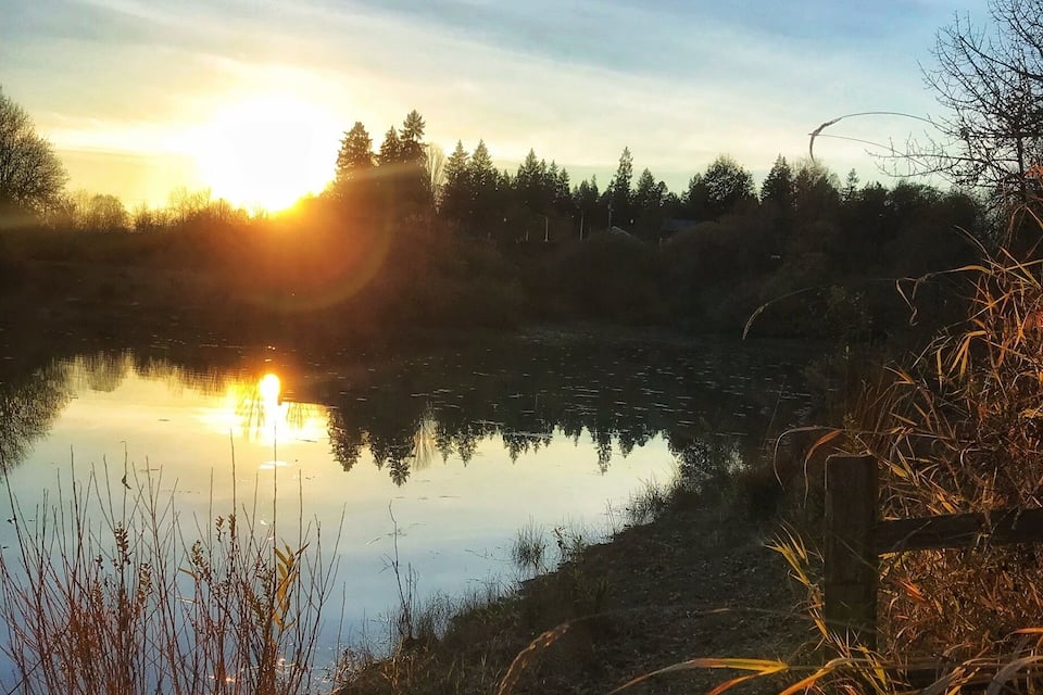 Um cão sentado perto de um lago ao pôr do sol.