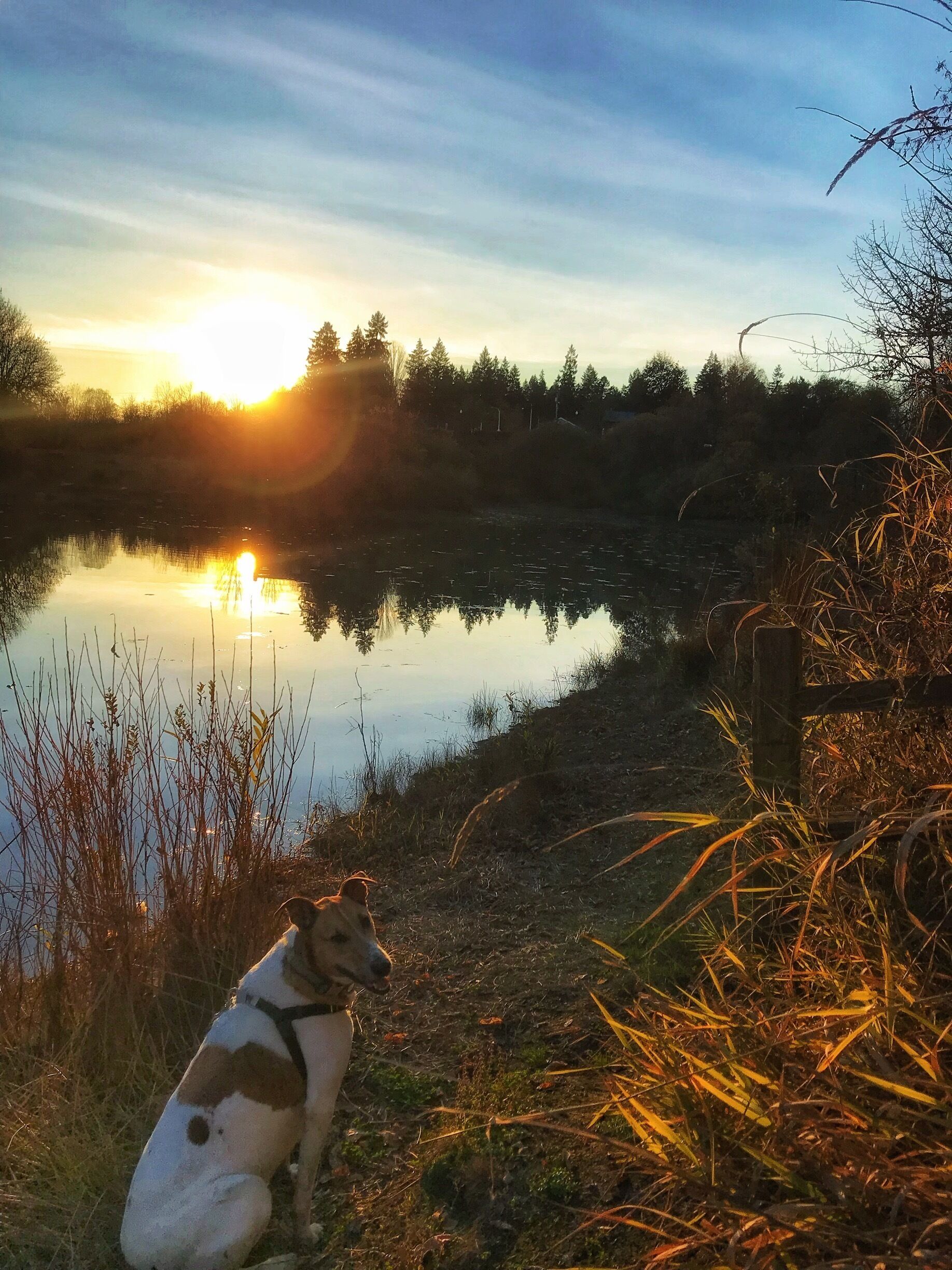 A dog sitting by a pond during sunset.