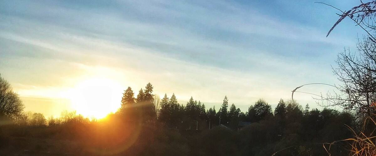 A dog sitting by a pond during sunset.