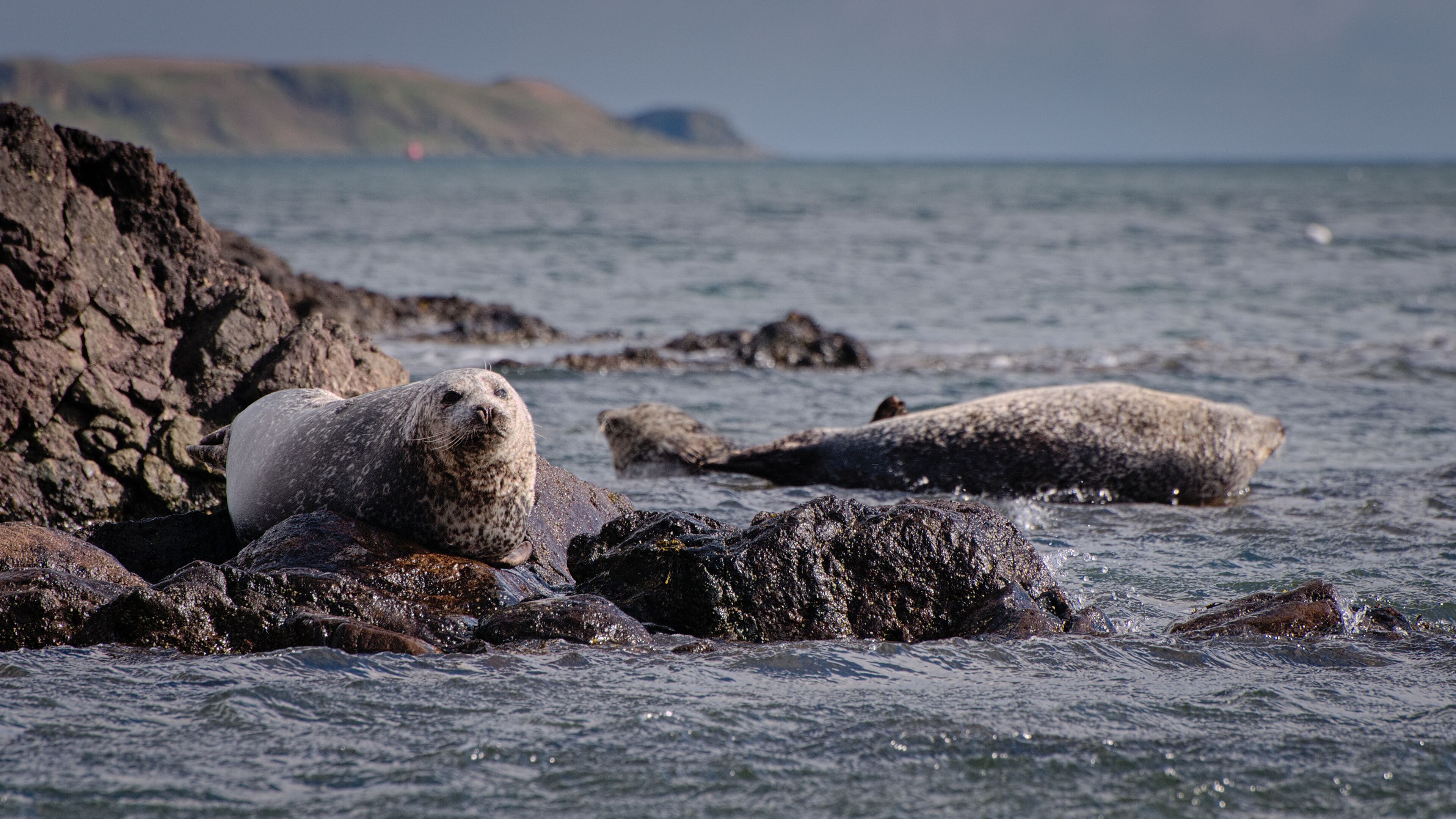 A seal resting on rocks by the sea with a distant island in the background.