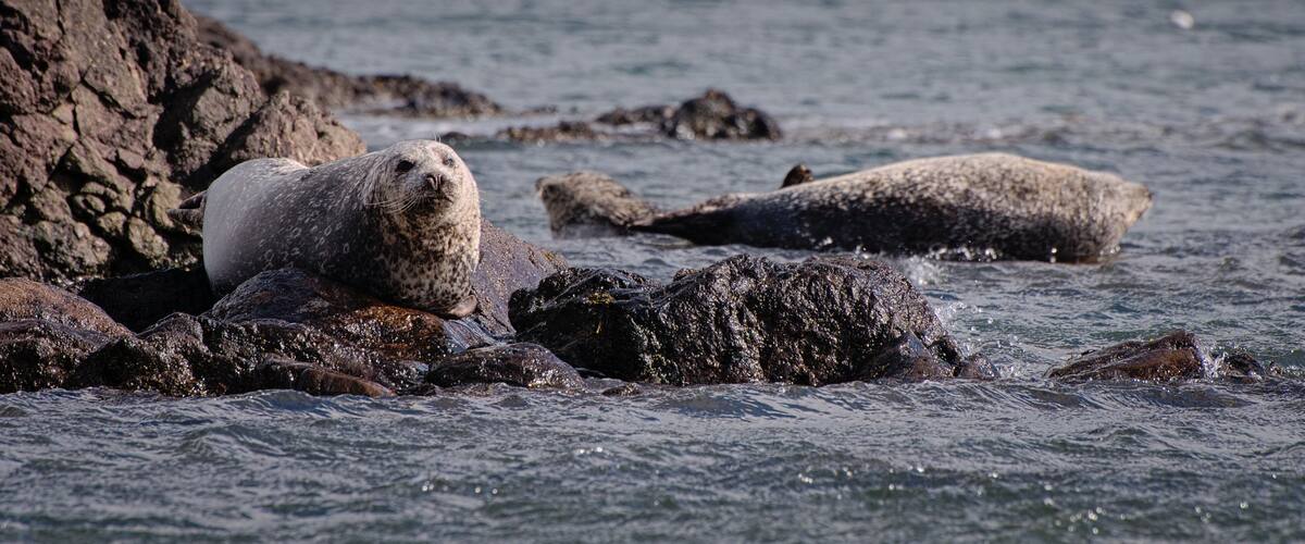 A seal resting on rocks by the sea with a distant island in the background.