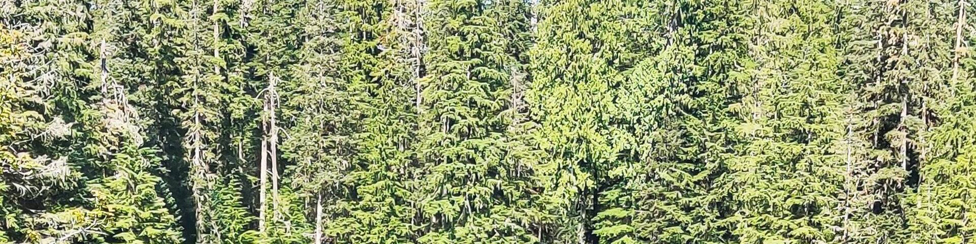 Swampy Monte Cristo Lake in the forest in the Summertime off the Mountain Loop Highway in Silverton Washington State Snohomish County