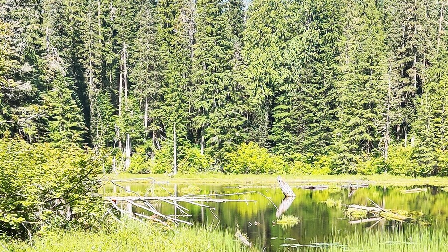 Swampy Monte Cristo Lake in the forest in the Summertime off the Mountain Loop Highway in Silverton Washington State Snohomish County