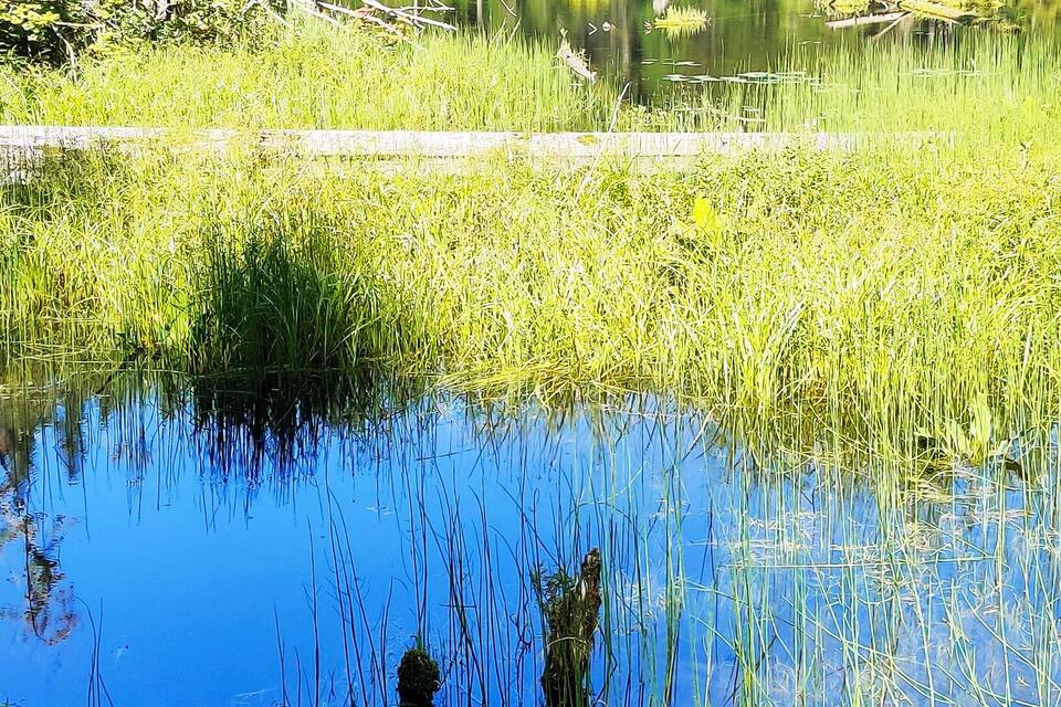 A serene pond surrounded by lush greenery and tall trees.