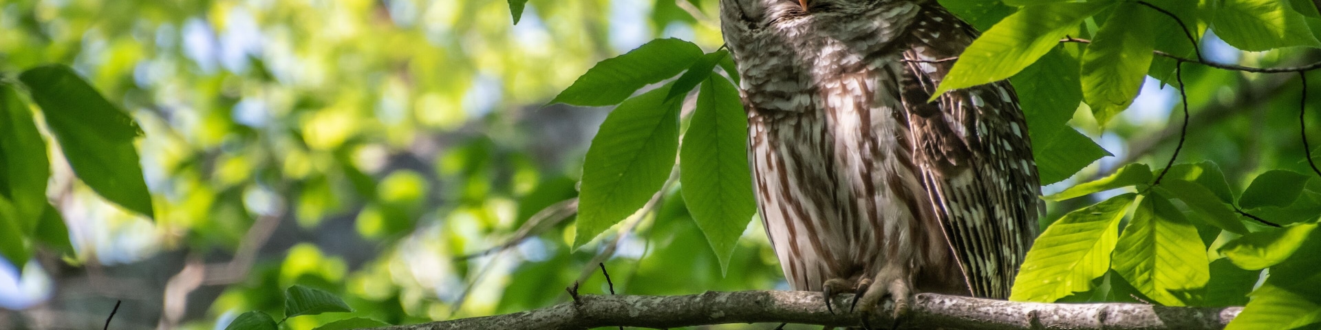Barred Owl on branch in shadow.