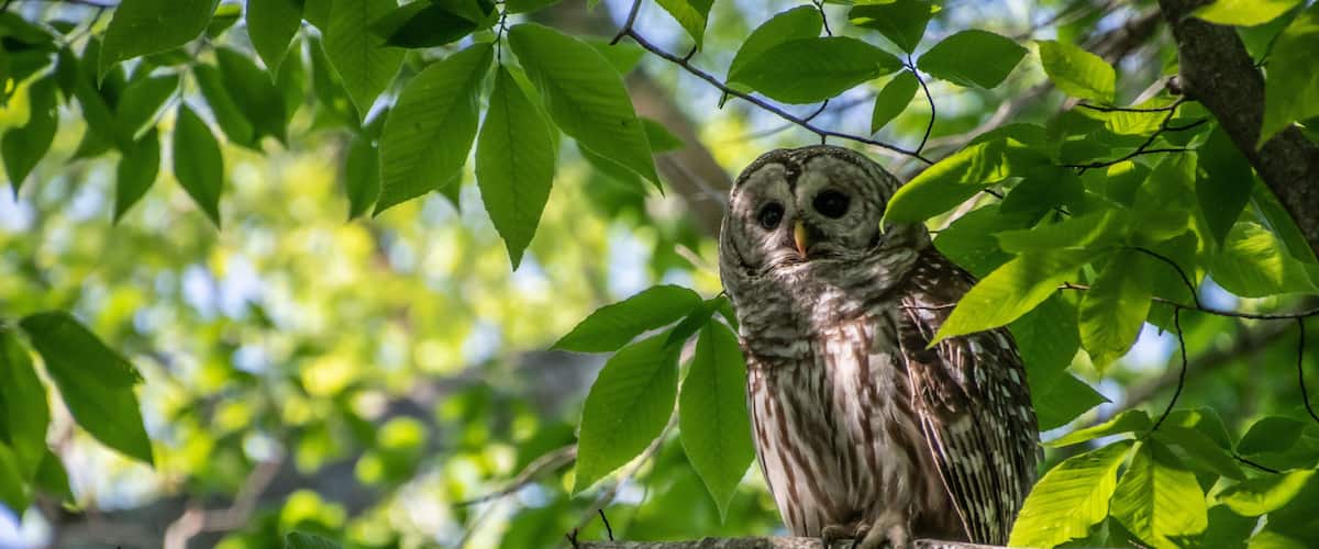 Barred Owl on branch in shadow.