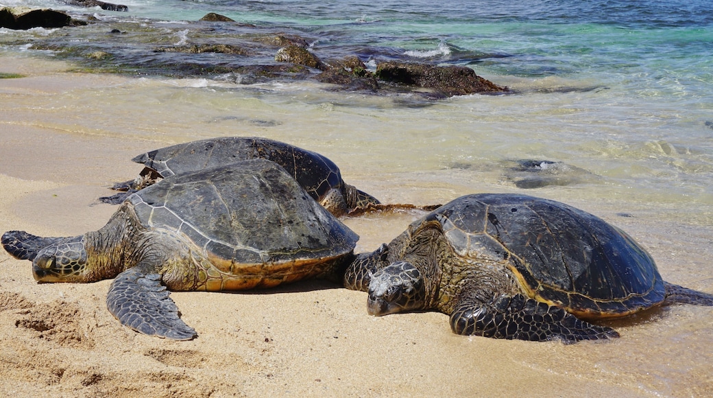 Honu giant Hawaiian green sea turtles in Hookipa Beach Park, on the North Shore of Maui, Hawaii