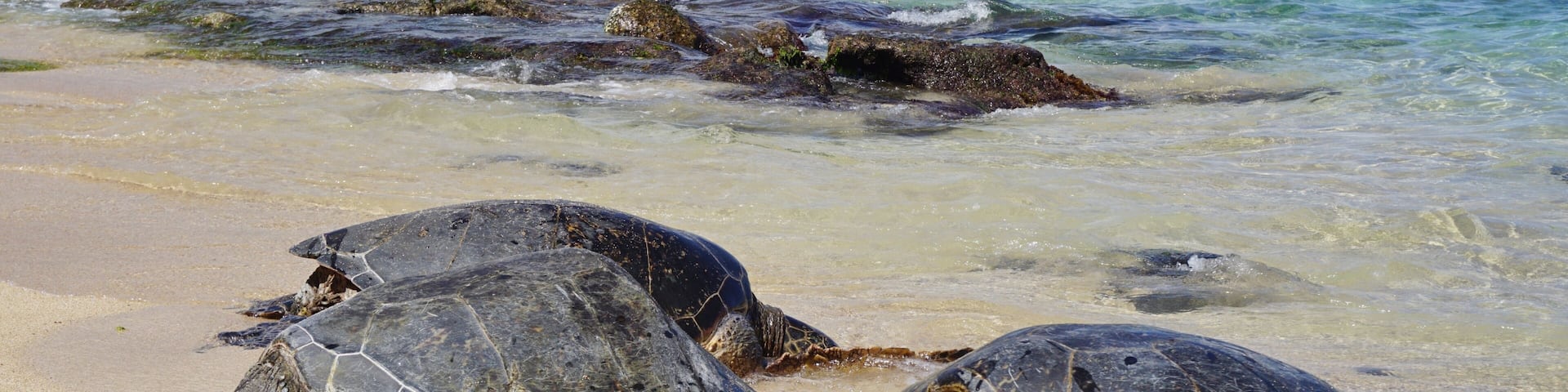 Honu giant Hawaiian green sea turtles in Hookipa Beach Park, on the North Shore of Maui, Hawaii