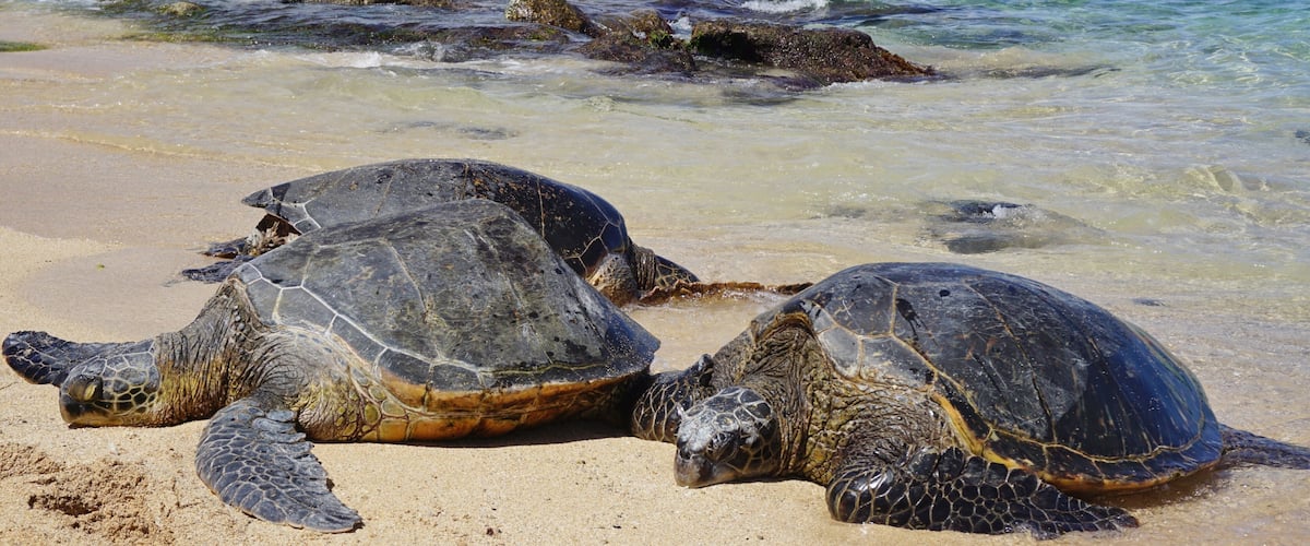 Two sea turtles on a sandy beach with the ocean in the background.