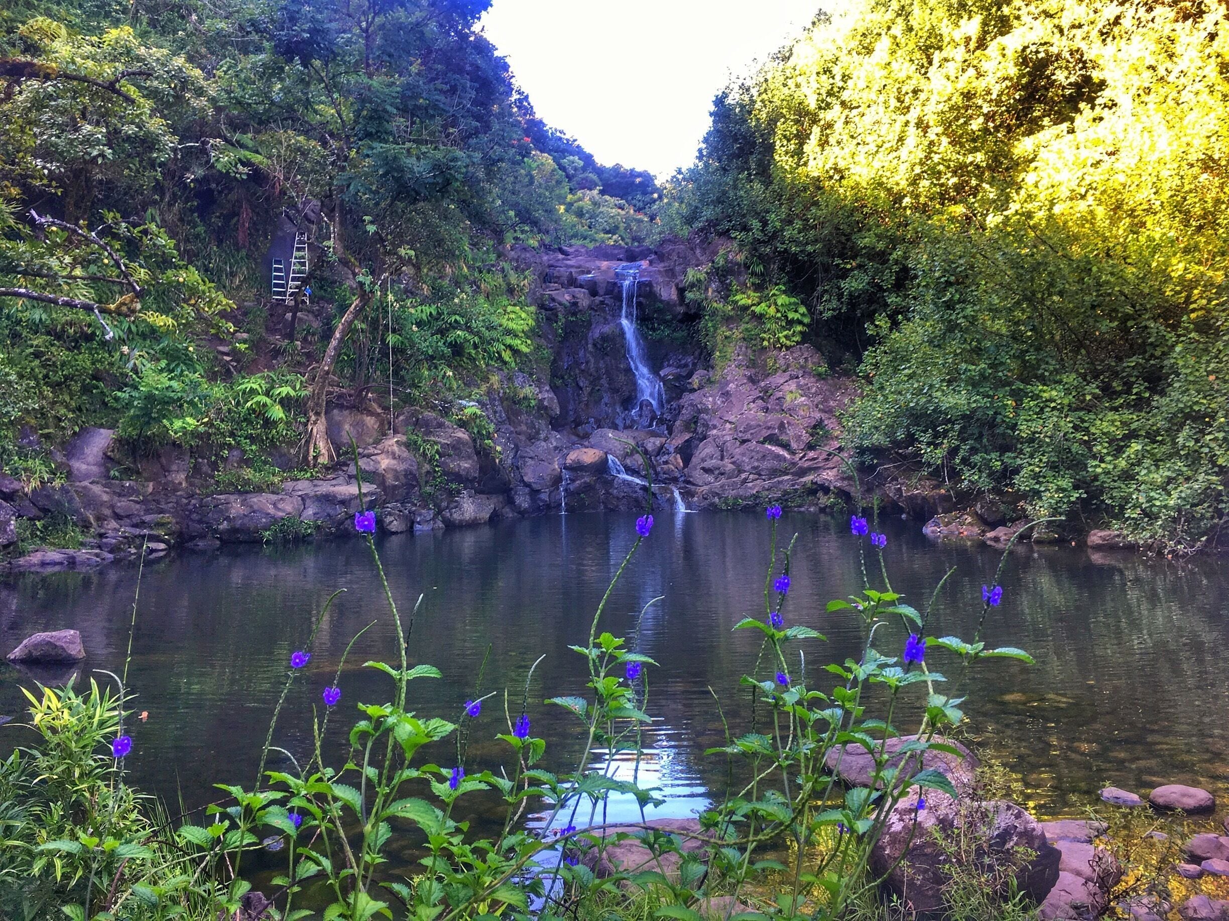 https://instagram.com/p/BY_iEX2DFkv/
Oh how I miss Maui already! This was a hike called the four falls of Na'ili'ili-haele located off the road to hana. It was such an adventurous hike climbing ropes and ladders to get to the next falls. This picture is the third of the falls and you can see the ladder on the side we had to climb up. There is a great viewing point at the top of the falls here. When starting this hike there's not much parking so I suggest getting there early. The first few minutes is walking through a bamboo forest which is such an incredible sight. 🌸🌺🌴🍃🌳🌼🌻#maui #roadtohana #roadtrip #hiking #womenwhohike #hawaiihike #nailiilihaele #hikingroadtohana #waterfallwednesday #waterfalls #chasingwaterfalls #Hawaii #explorenature #staywild #keepitwild #adventuretime #travelblog #traveltheworld #traveling #outside_project #outdoors #wearetravelgirls #womenwhotravel #outdoorculture #stayandwander #wanderlust