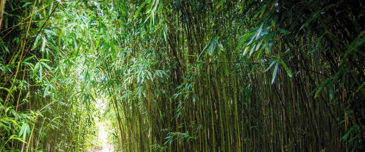 Lots of bamboo on this trail which is usually wet so, even in dry weather, you could end up soaked by the end of it. #lifeatexpedia #roadtohana #GreatOutdoors #Nature