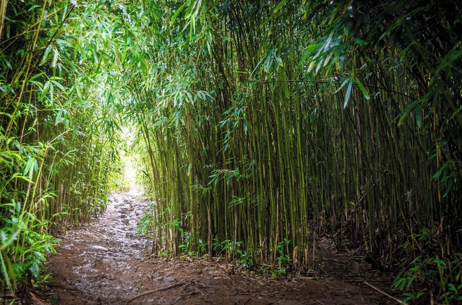 Lots of bamboo on this trail which is usually wet so, even in dry weather, you could end up soaked by the end of it. #lifeatexpedia #roadtohana #GreatOutdoors #Nature
