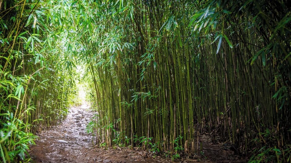 A bamboo forest path with dense bamboo on both sides and a muddy trail in the center.