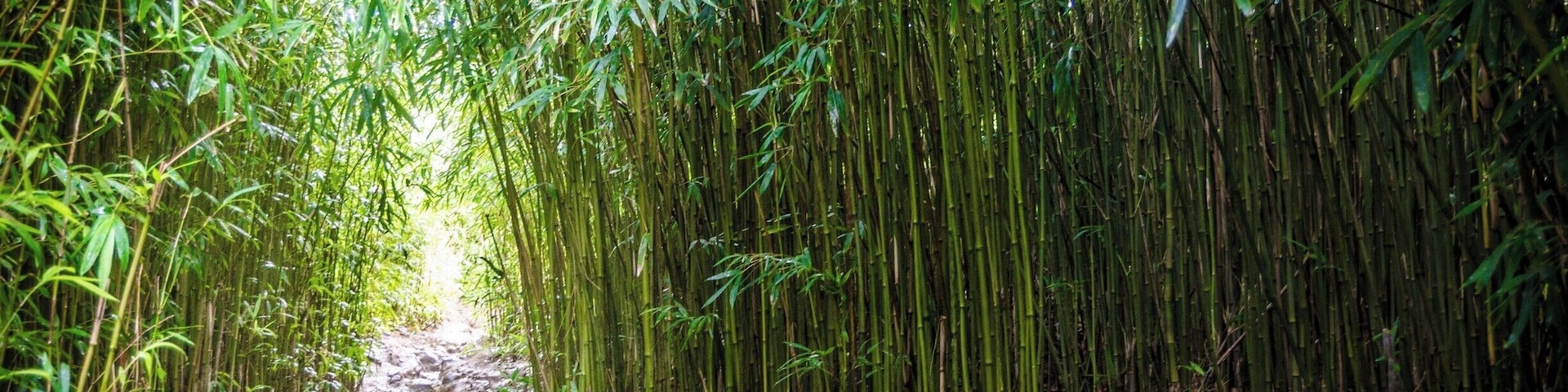 Lots of bamboo on this trail which is usually wet so, even in dry weather, you could end up soaked by the end of it. #lifeatexpedia #roadtohana #GreatOutdoors #Nature