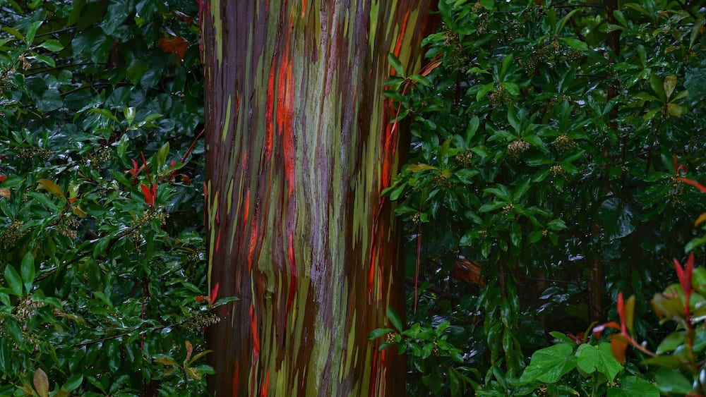 Un arbre à l’écorce multicolore, entouré d’un feuillage vert et dense.