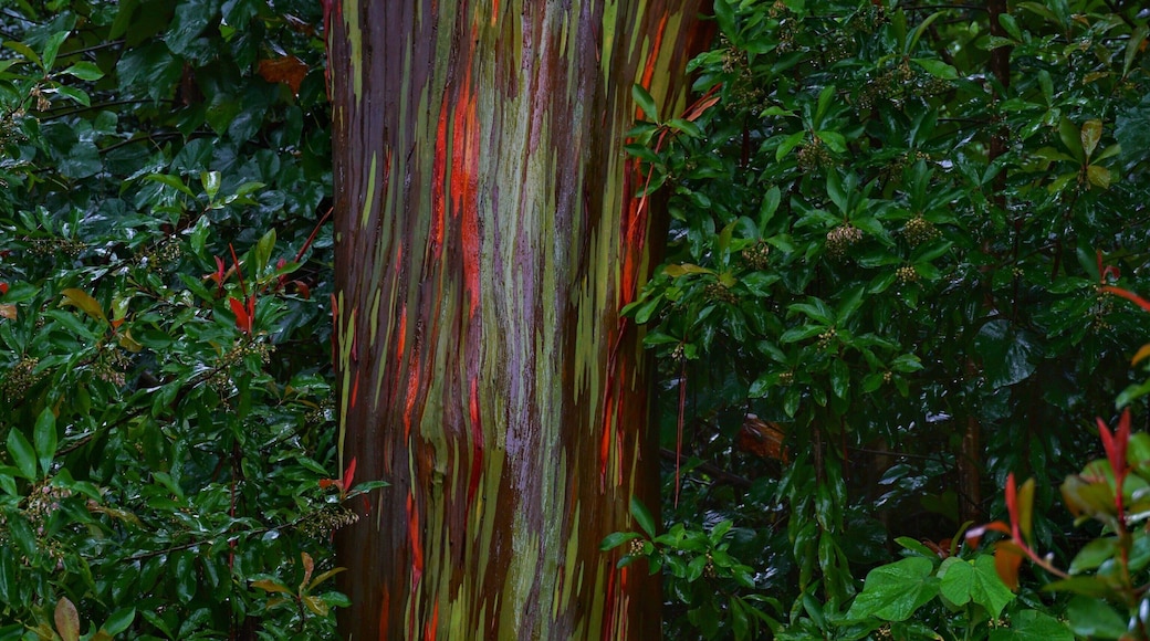 Painted eucalyptus trees at mile marker 7 on road to Hana. Note this is not the mile marker 7 near Paia town. It is the next marker 7 headed to Hana