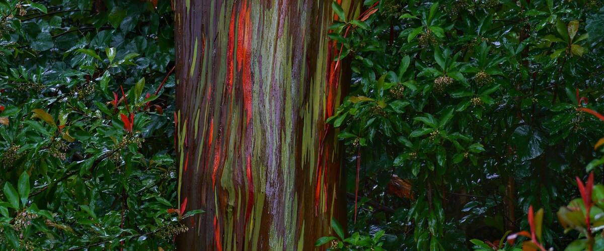 Painted eucalyptus trees at mile marker 7 on road to Hana. Note this is not the mile marker 7 near Paia town. It is the next marker 7 headed to Hana
