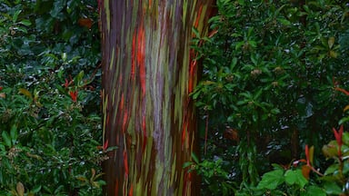A tree with multicolored bark surrounded by dense green foliage.