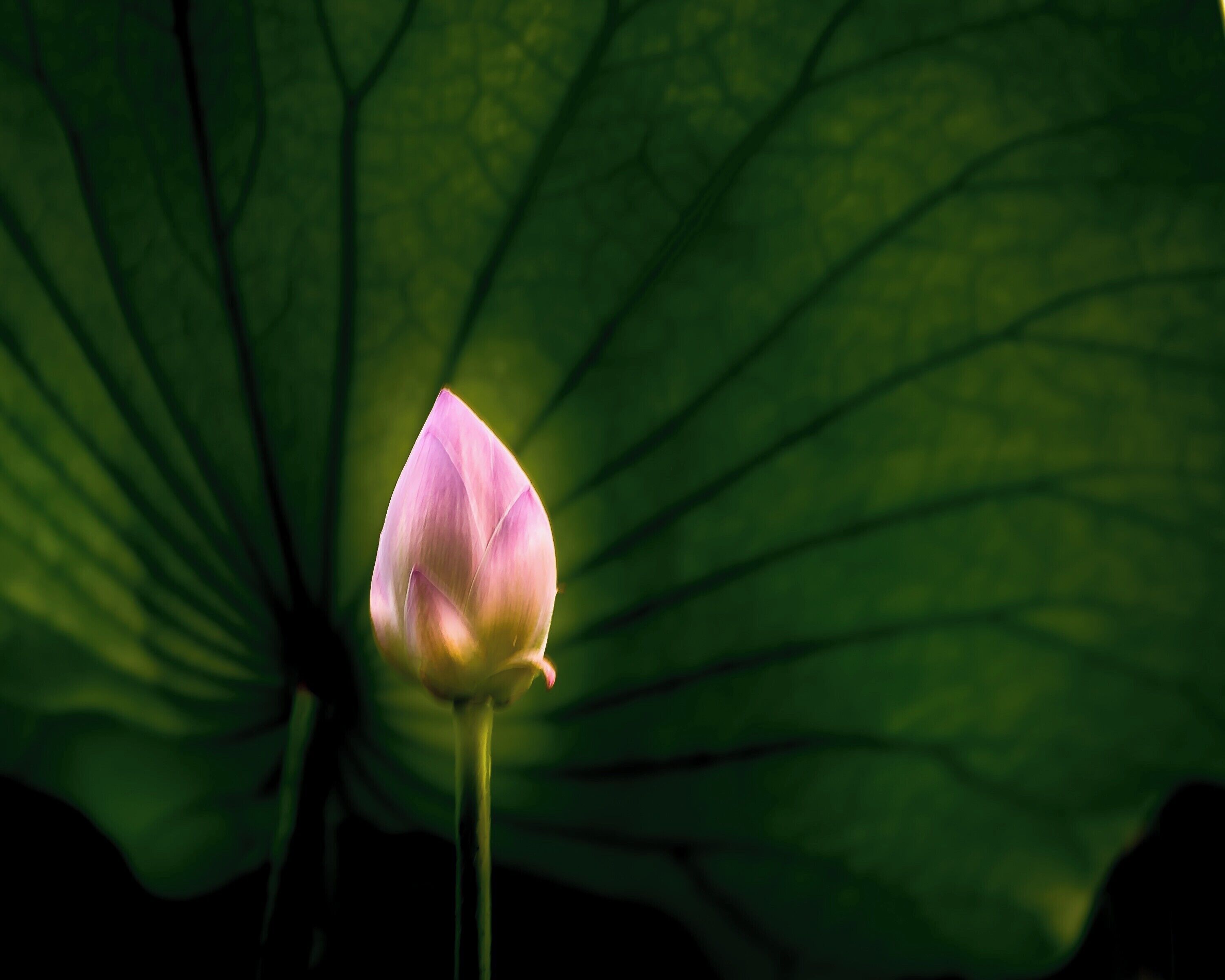Love this time of year when the lotus flowers are in bloom.