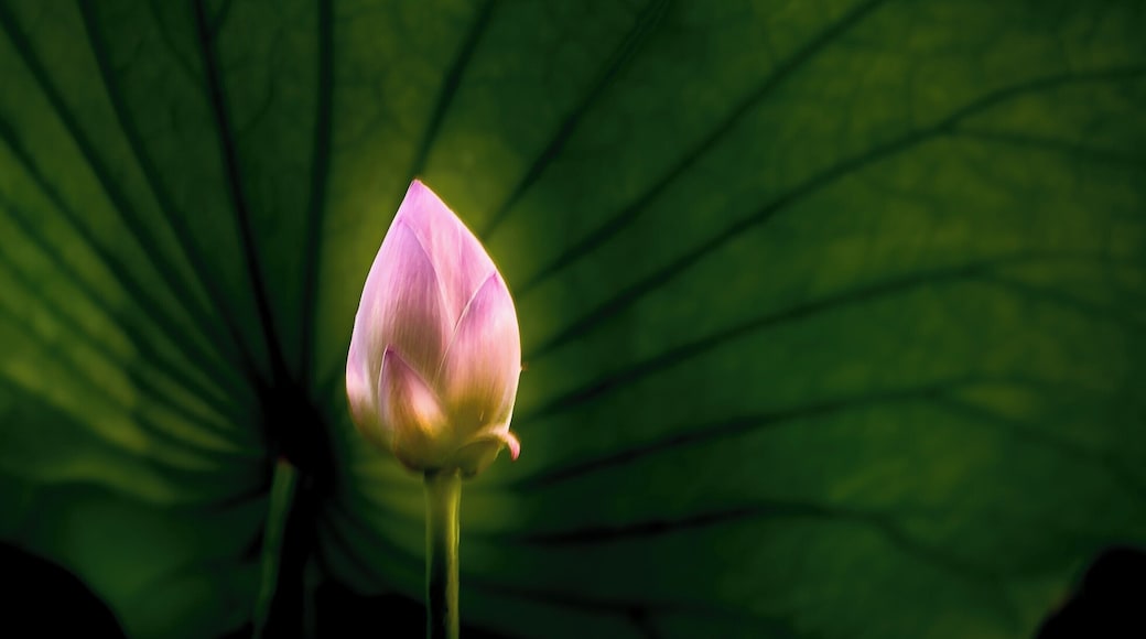 Love this time of year when the lotus flowers are in bloom.
