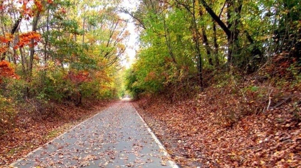 Riding my bike on the bike path, an old railroad track that once linked Providence to New London.