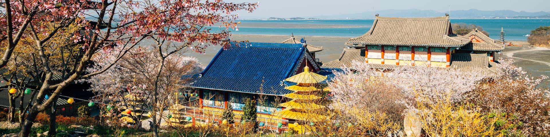 A traditional Japanese temple with a blue roof, surrounded by cherry blossom trees and a view of the sea.