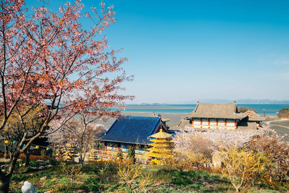 Un temple japonès tradicional amb un teulat blau, envoltat d'arbres de cirera i amb vista al mar.
