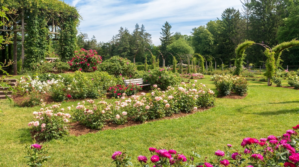 Beds of roses in bloom on a late spring day