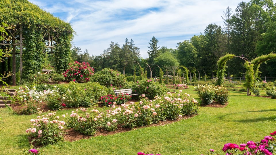 Beds of roses in bloom on a late spring day