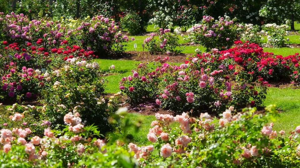 elizabeth park rose garden west hartford