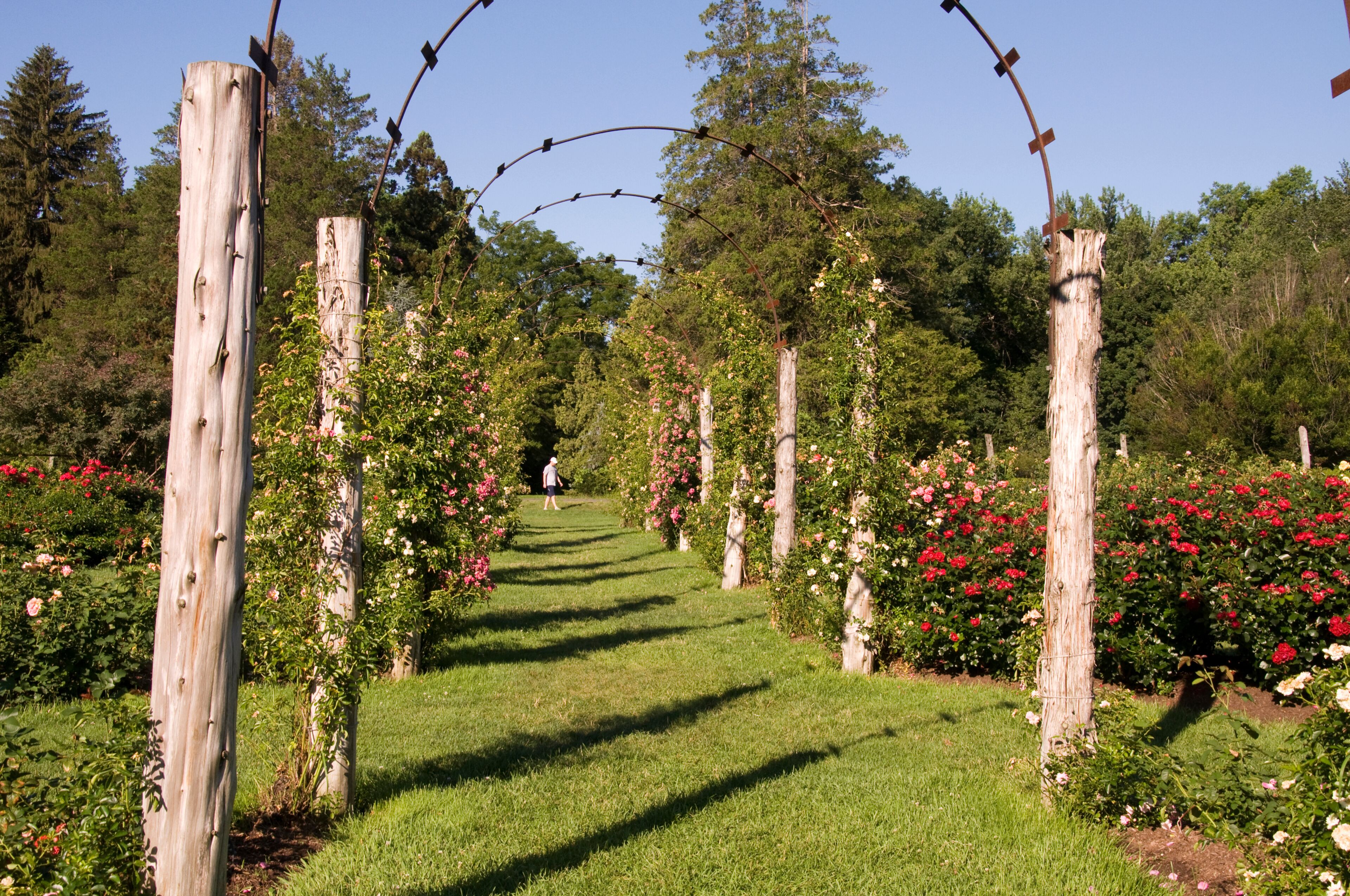 Elizabeth Park Nineteen - Rose Arches