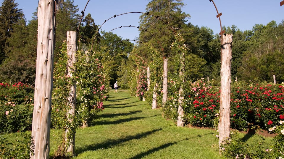 Elizabeth Park Nineteen - Rose Arches