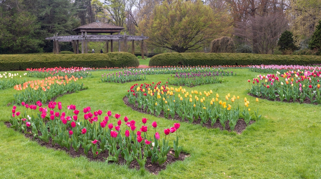 Tulip garden in bloom near a pavilion