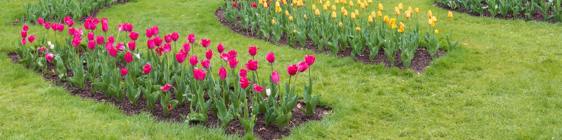 Tulip garden in bloom near a pavilion