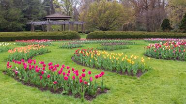 Tulip garden in bloom near a pavilion