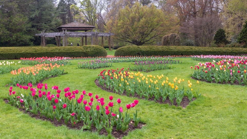 Tulip garden in bloom near a pavilion