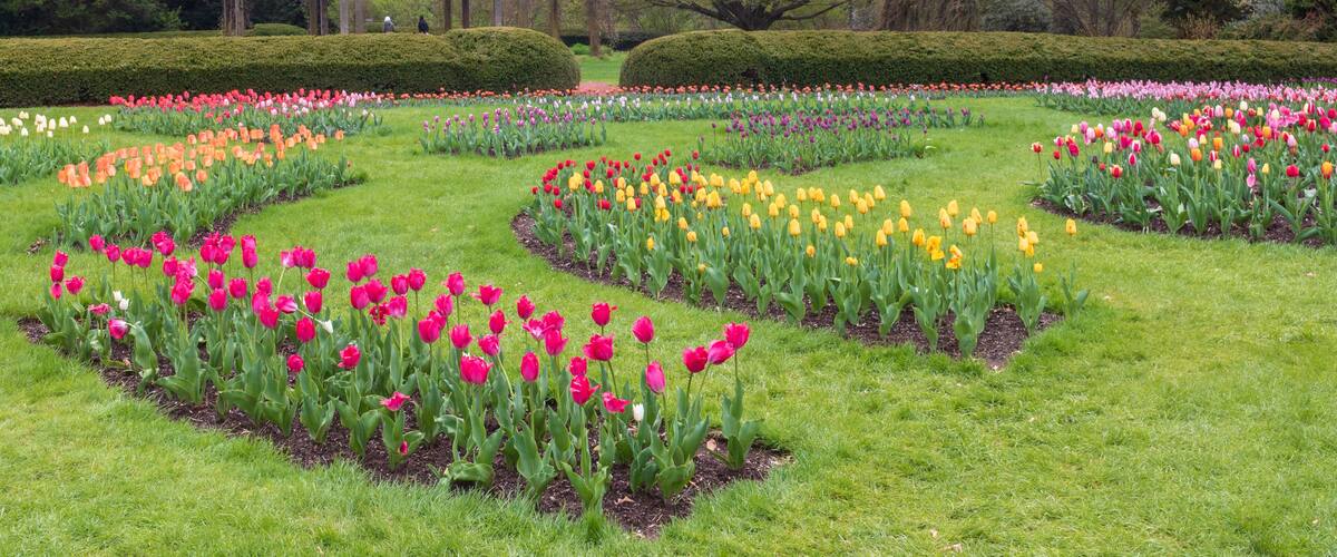 Tulip garden in bloom near a pavilion