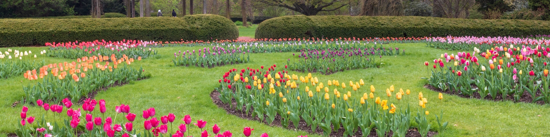 A garden with a gazebo, surrounded by neatly arranged tulip beds in various colors.