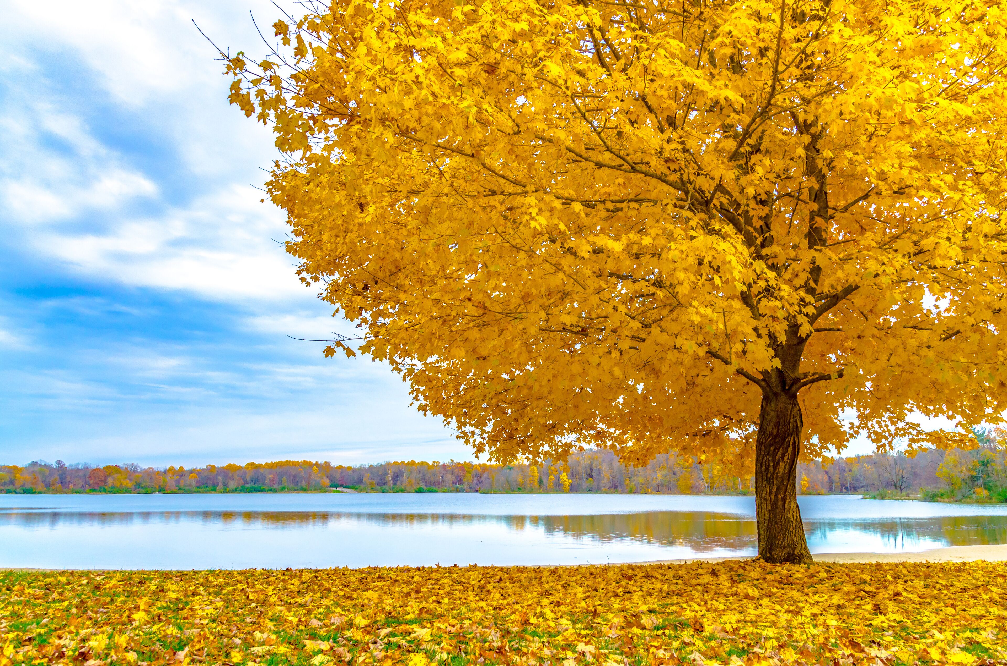 A beautiful gold maple tree and dark clouds provide a frame for Worster Lake at Potato Creek State Park, in North Liberty, Indiana